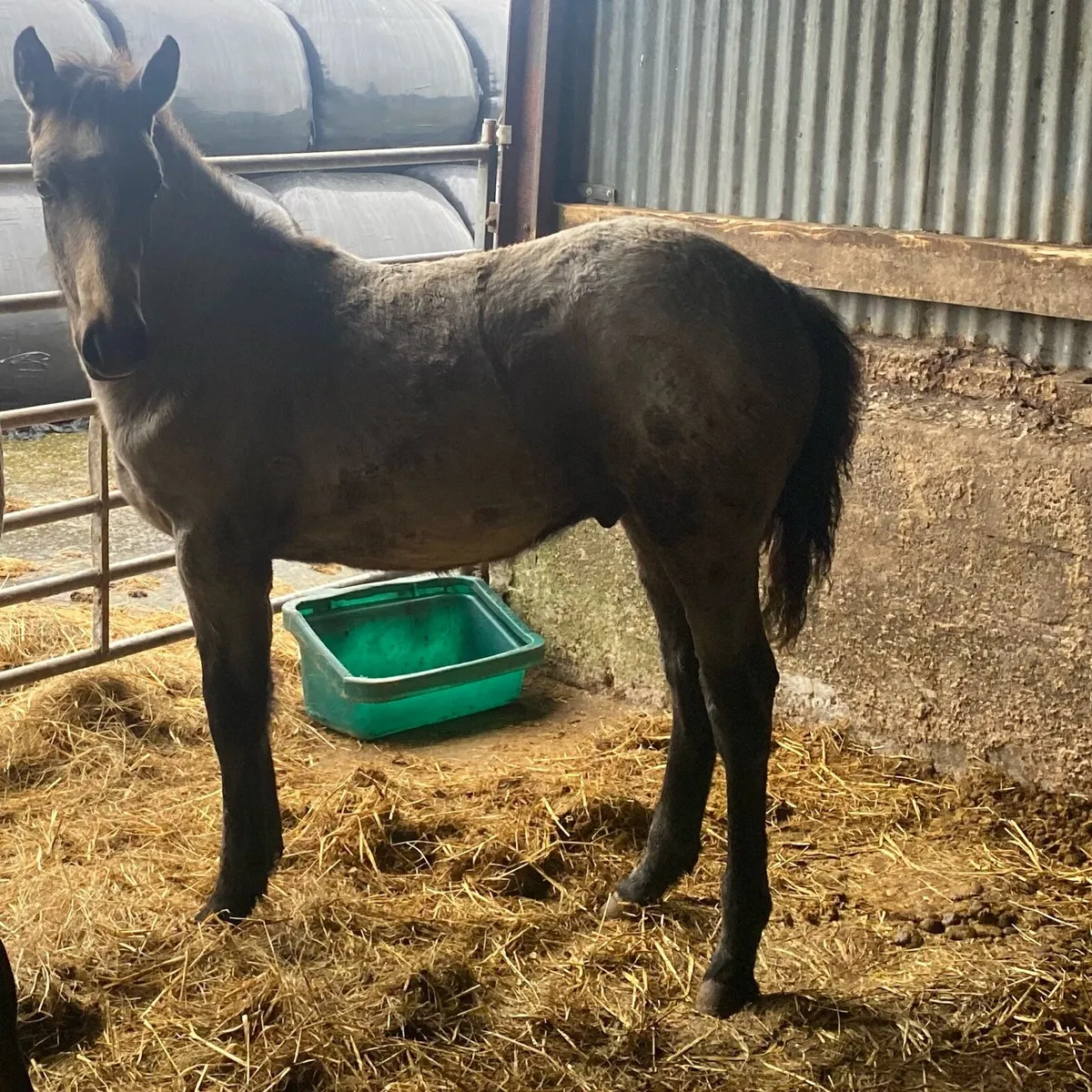Connemara Foals - Image 3
