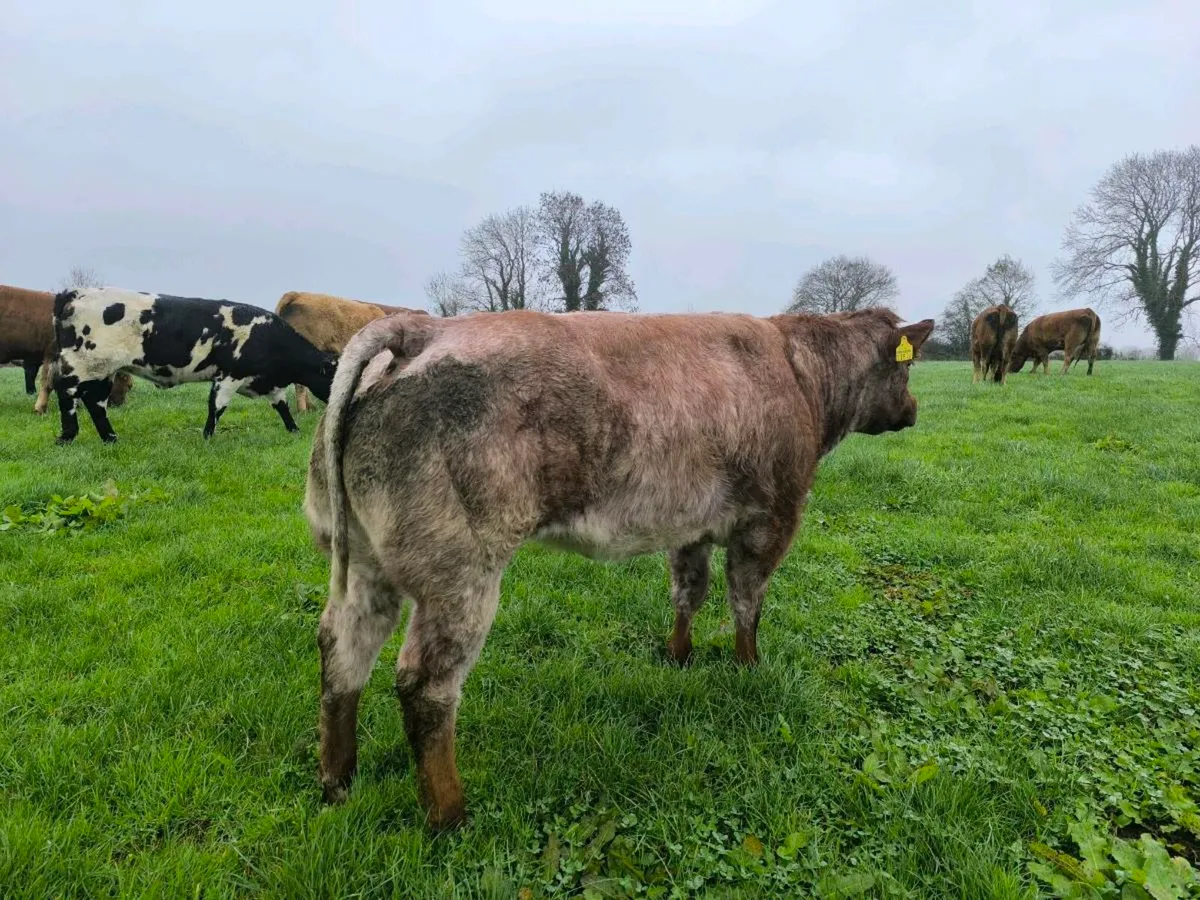 Breeding heifer - Image 1