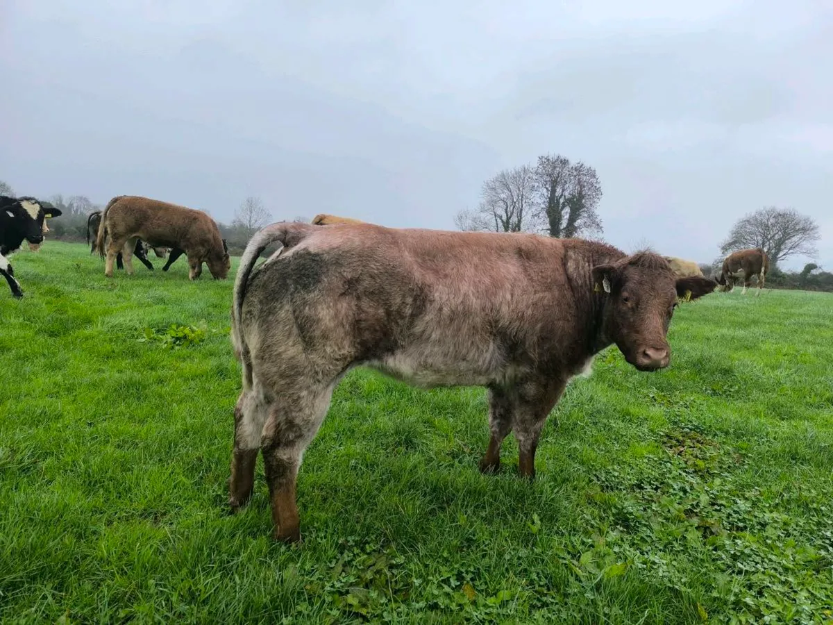 Breeding heifer - Image 2