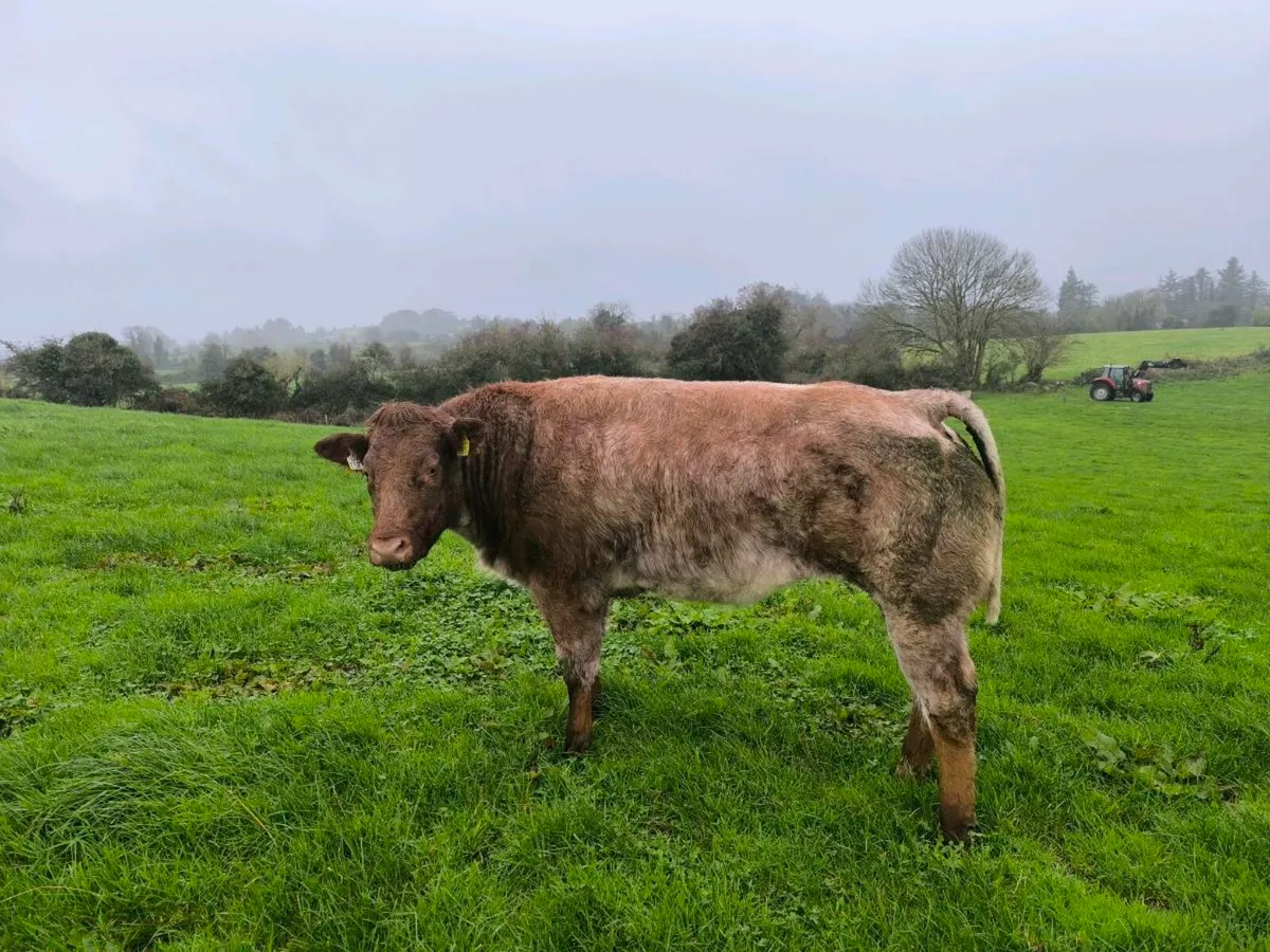 Breeding heifer - Image 3