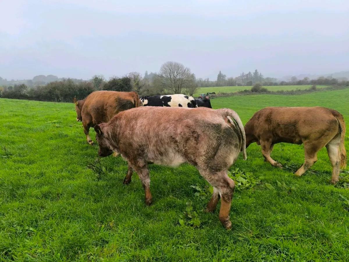 Breeding heifer - Image 4
