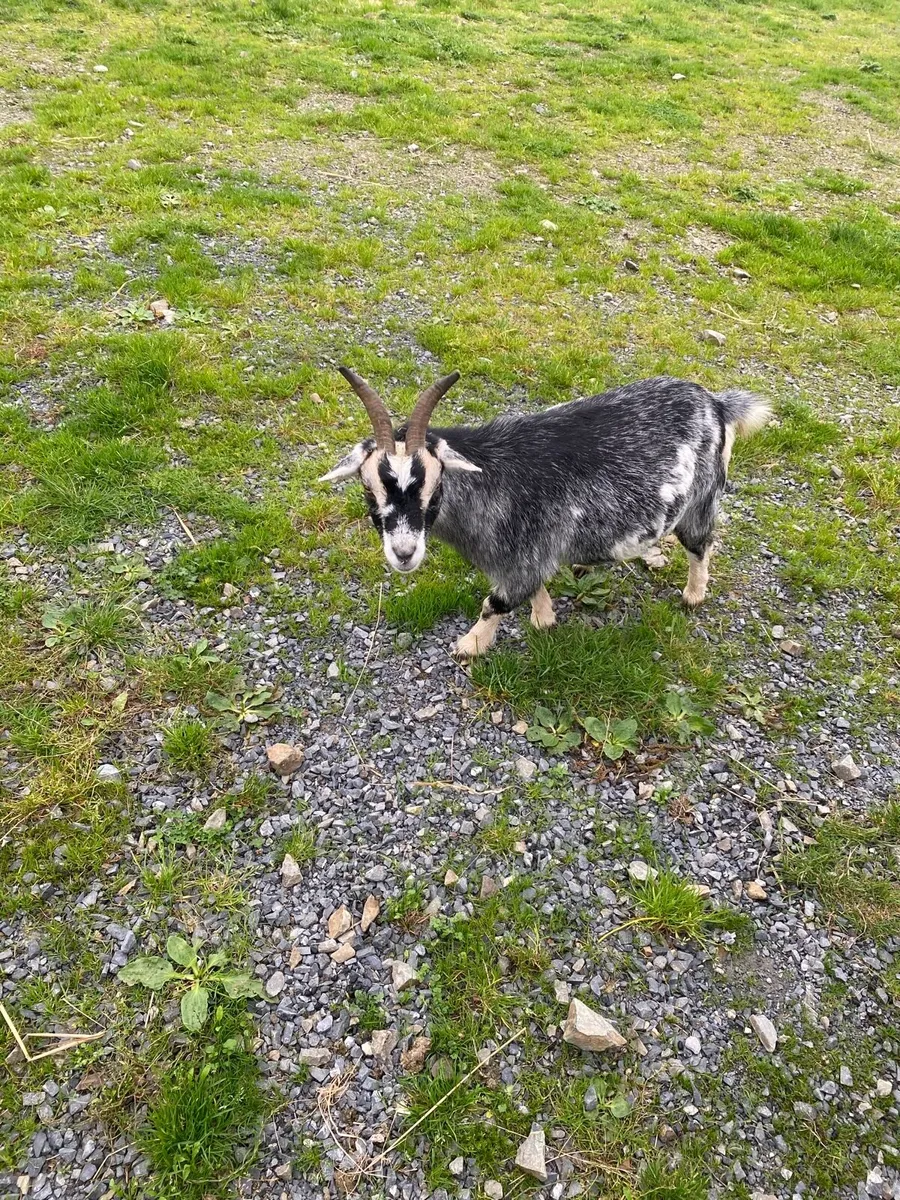 Pygmy goats - Image 4