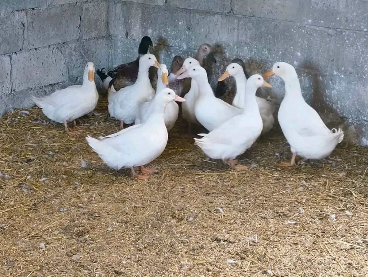 Ducks Cherry Valley - Image 4