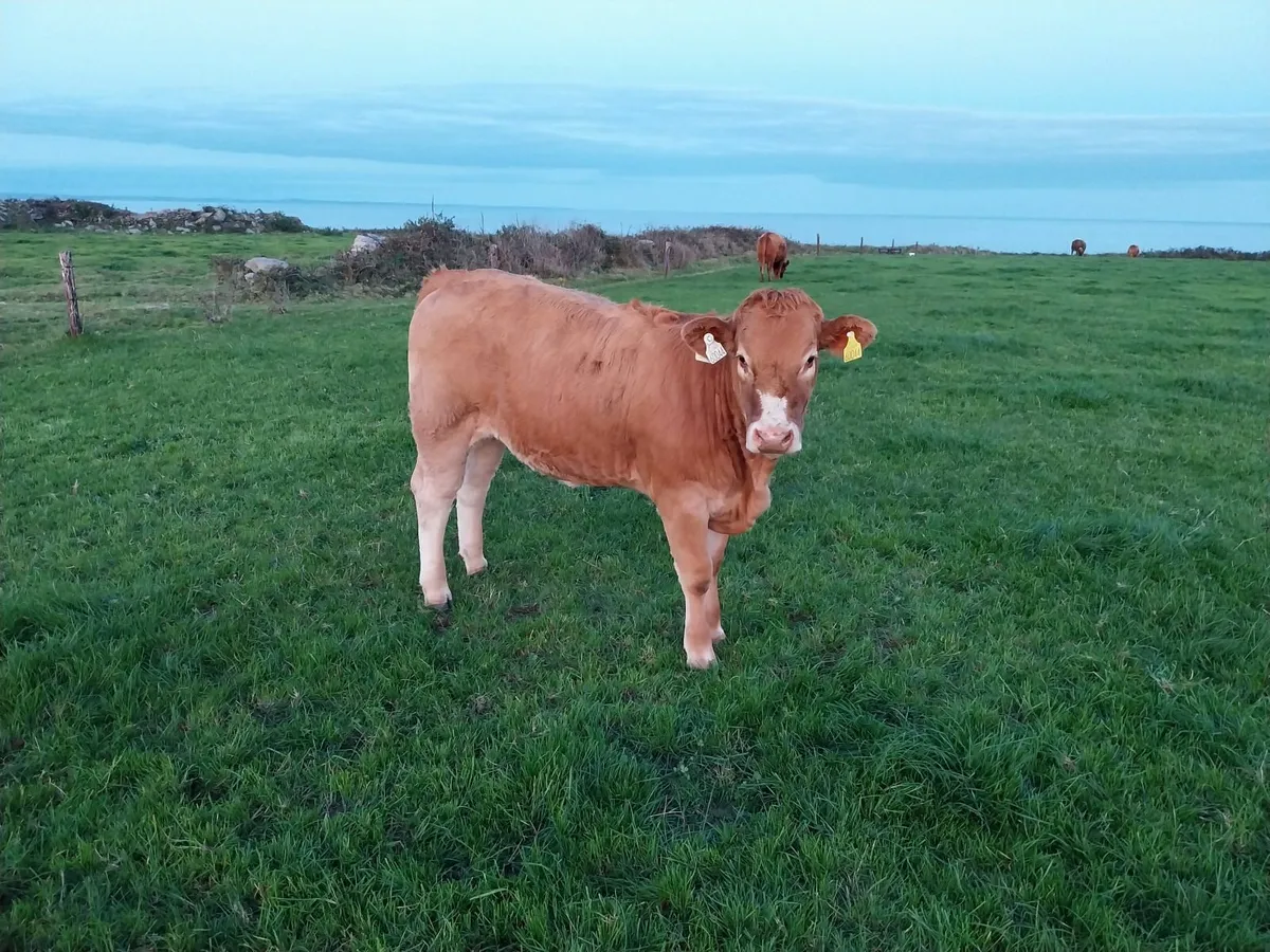 Breeding heifers 4 and 5 star - Image 2