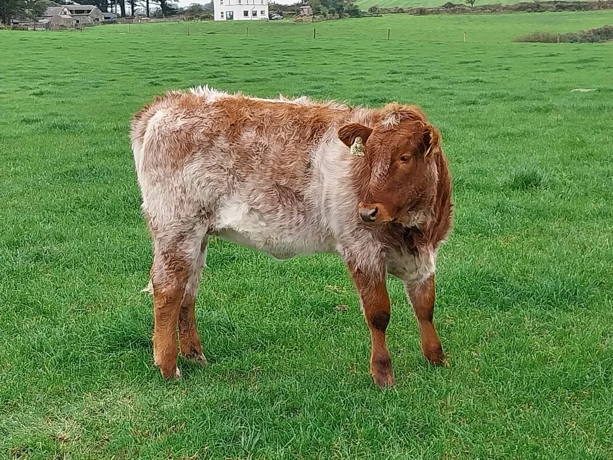 Breeding heifers 4 and 5 star - Image 1