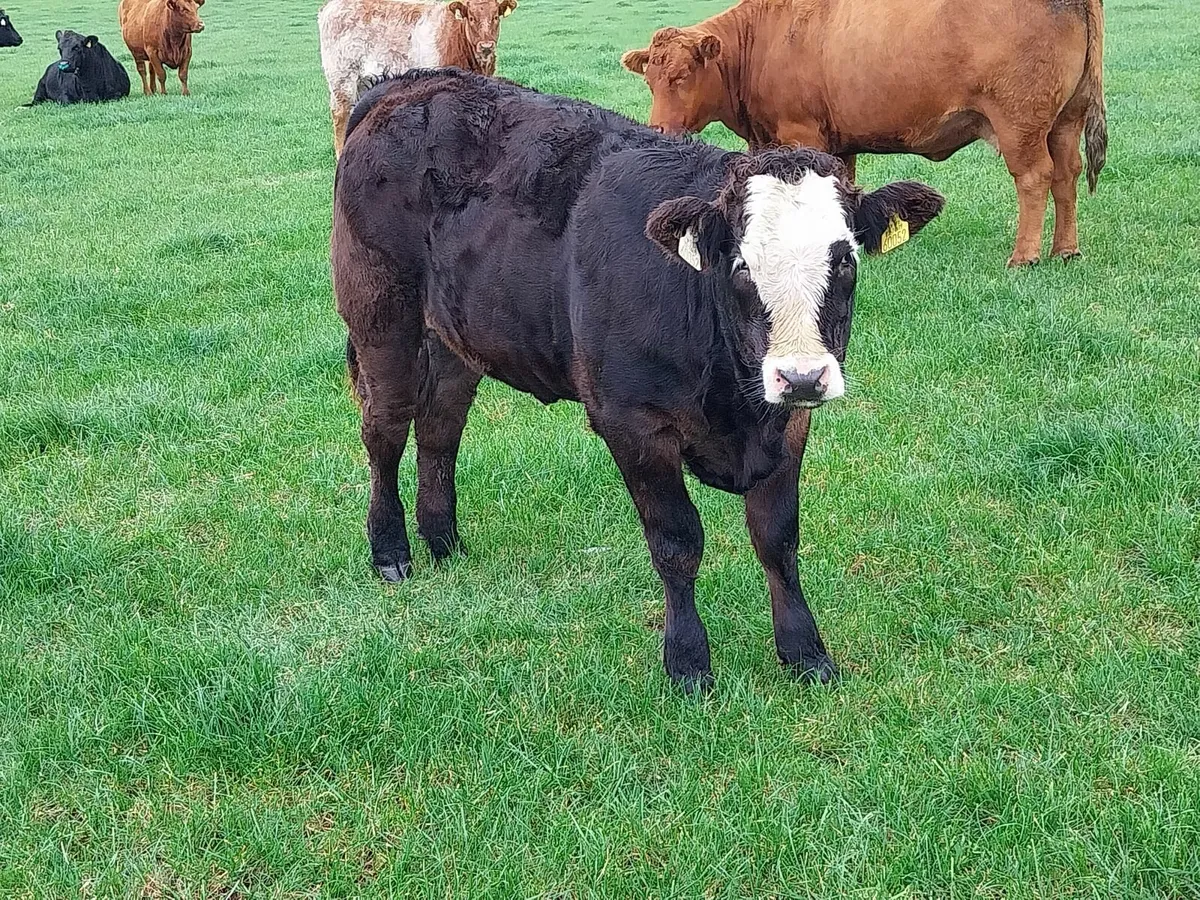 Breeding heifers 4 and 5 star - Image 3