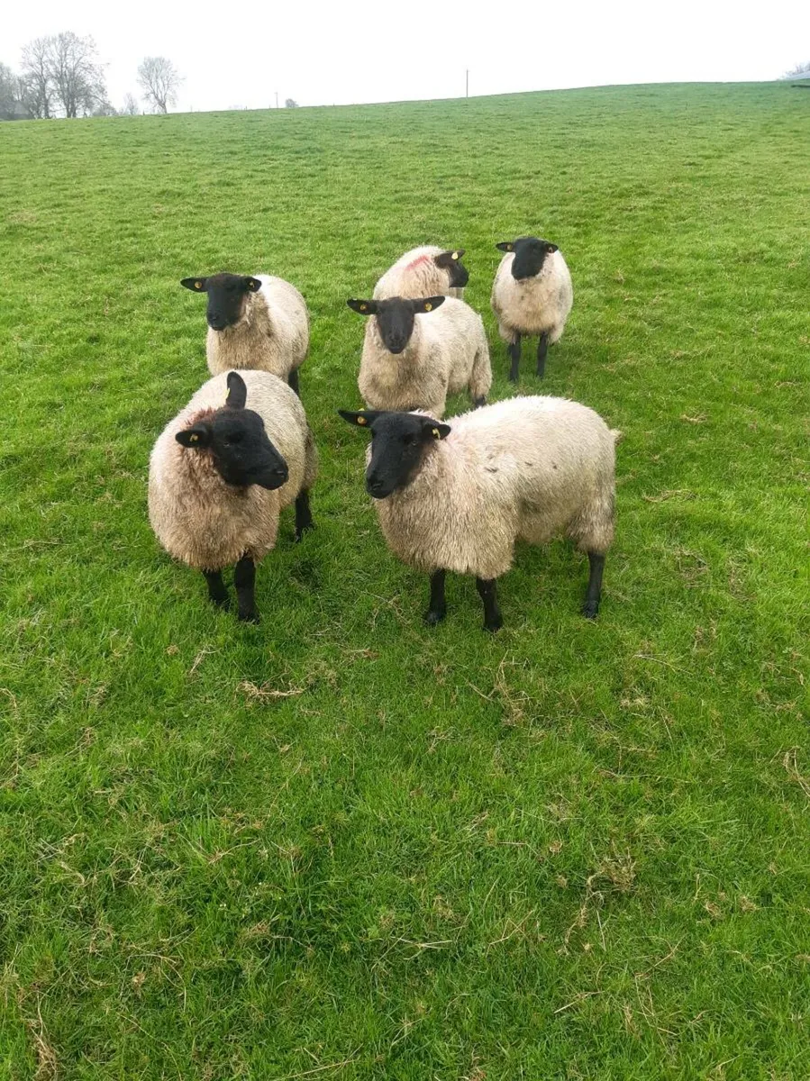 16 Ewe lambs - Image 1