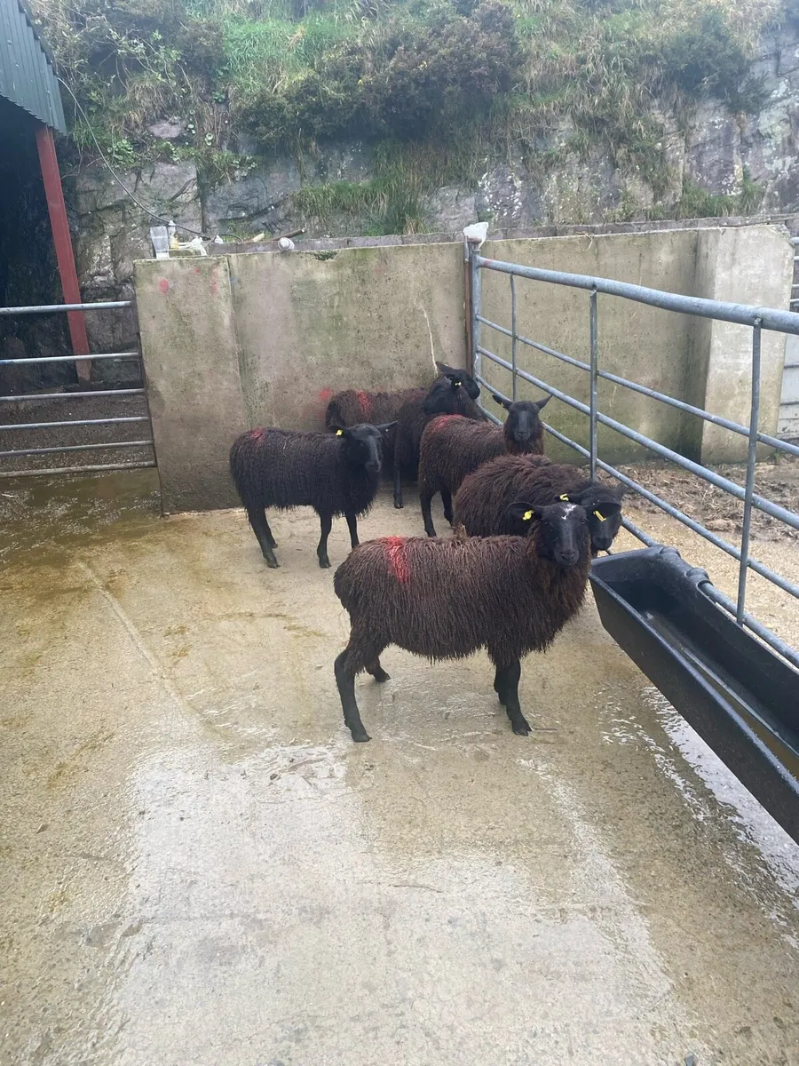 Black ewe lambs - Image 1