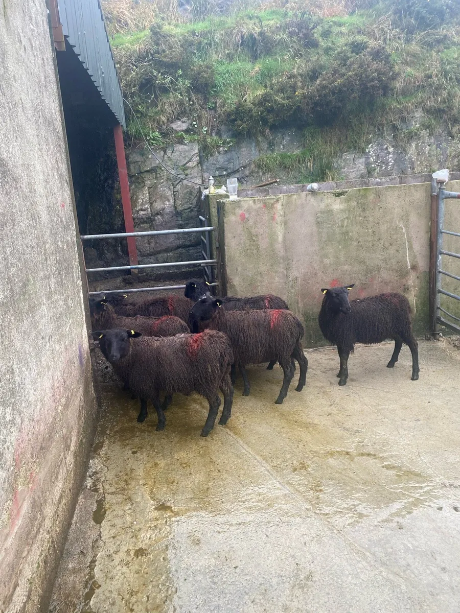 Black ewe lambs - Image 2