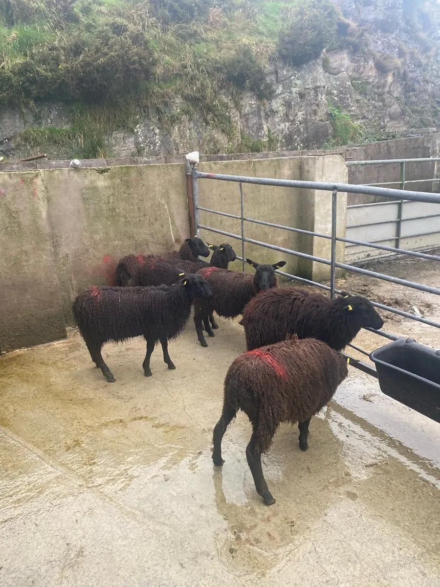 Black ewe lambs - Image 3