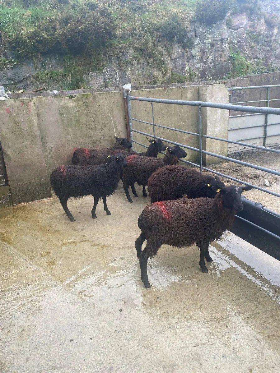 Black ewe lambs - Image 4