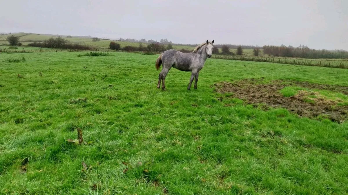 Connemara colt - Image 2
