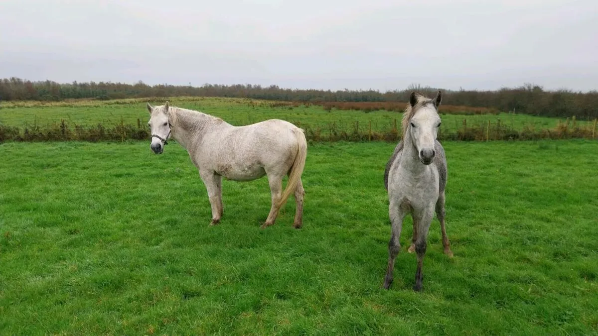 Connemara colt - Image 3