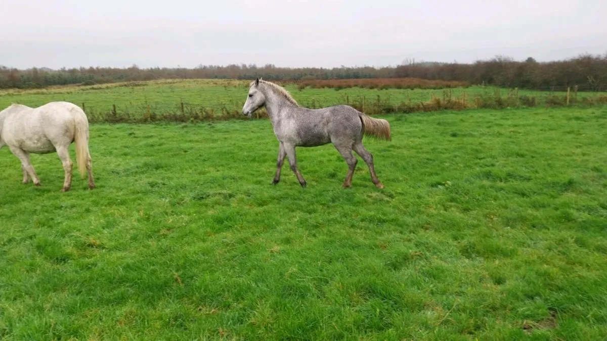 Connemara colt - Image 4