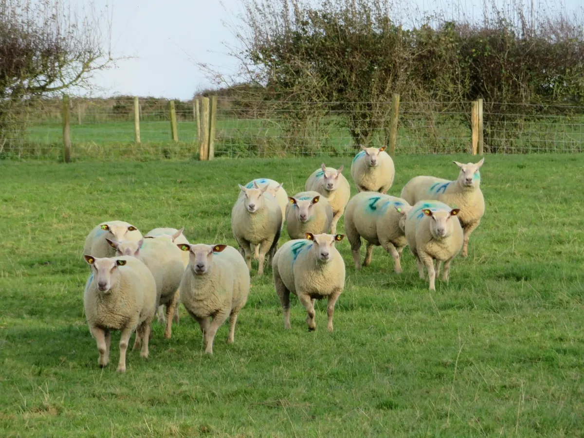 Charollais In-Lamb Shearling Ewe Sale-Ballinasloe - Image 1