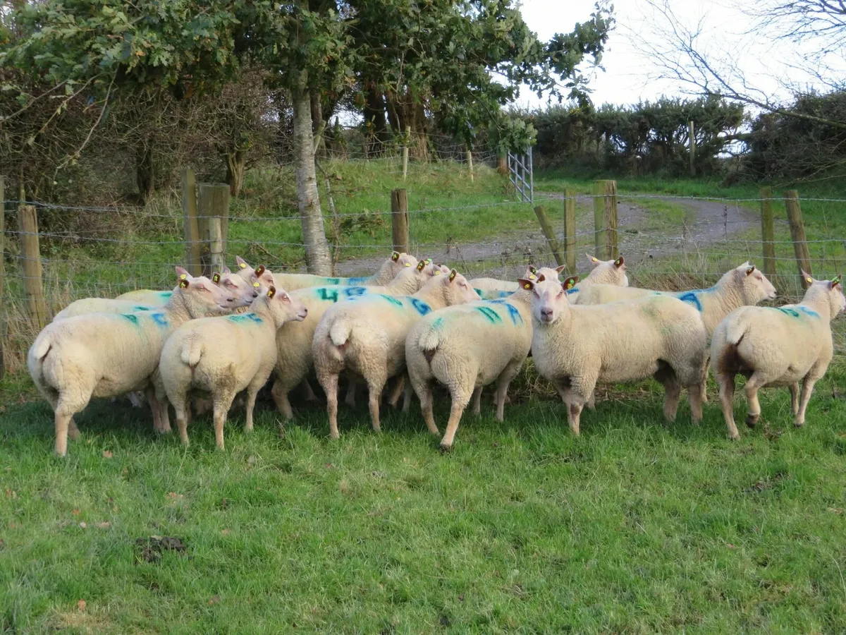 Charollais In-Lamb Shearling Ewe Sale-Ballinasloe - Image 2