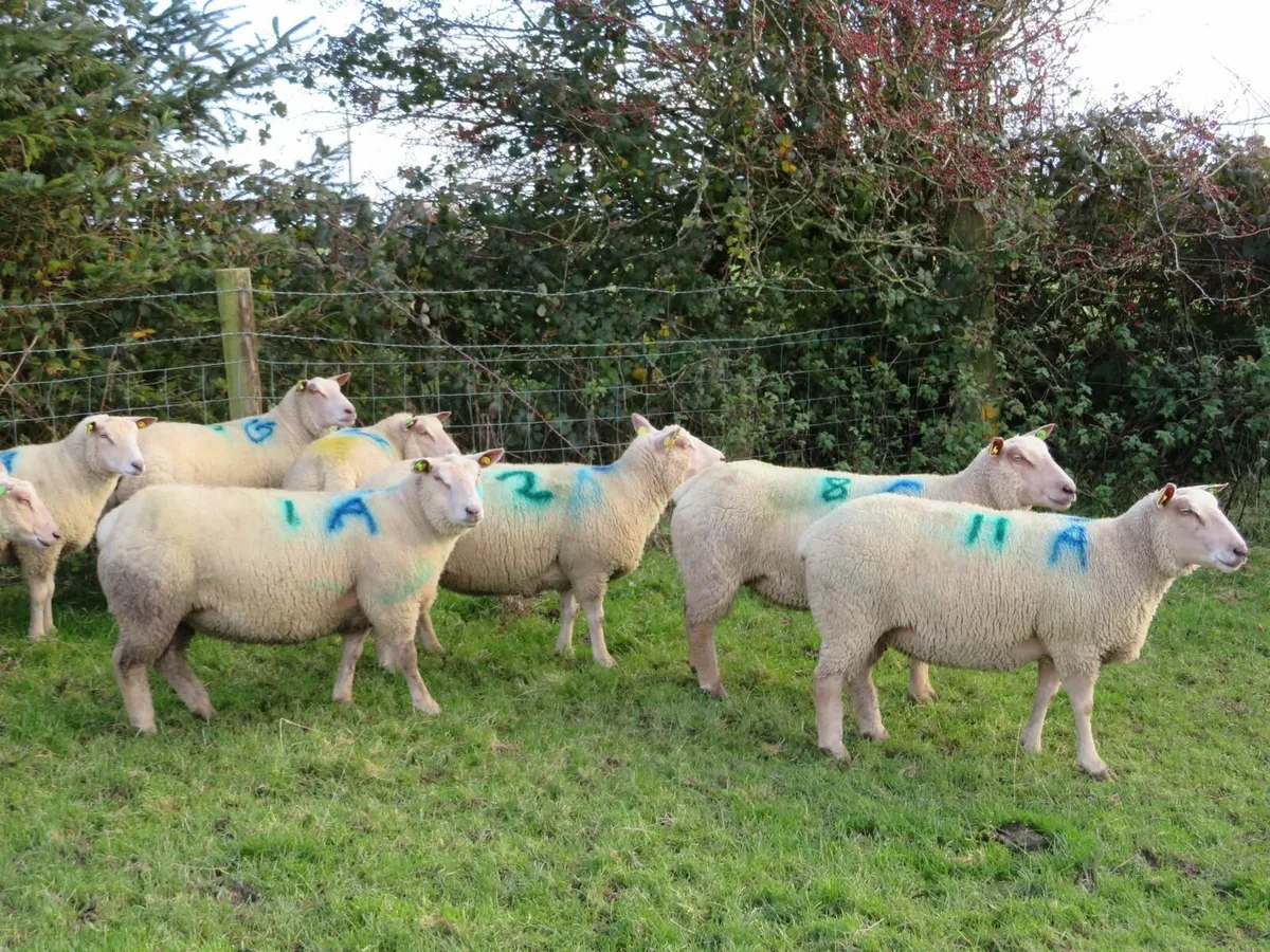 Charollais In-Lamb Shearling Ewe Sale-Ballinasloe - Image 3