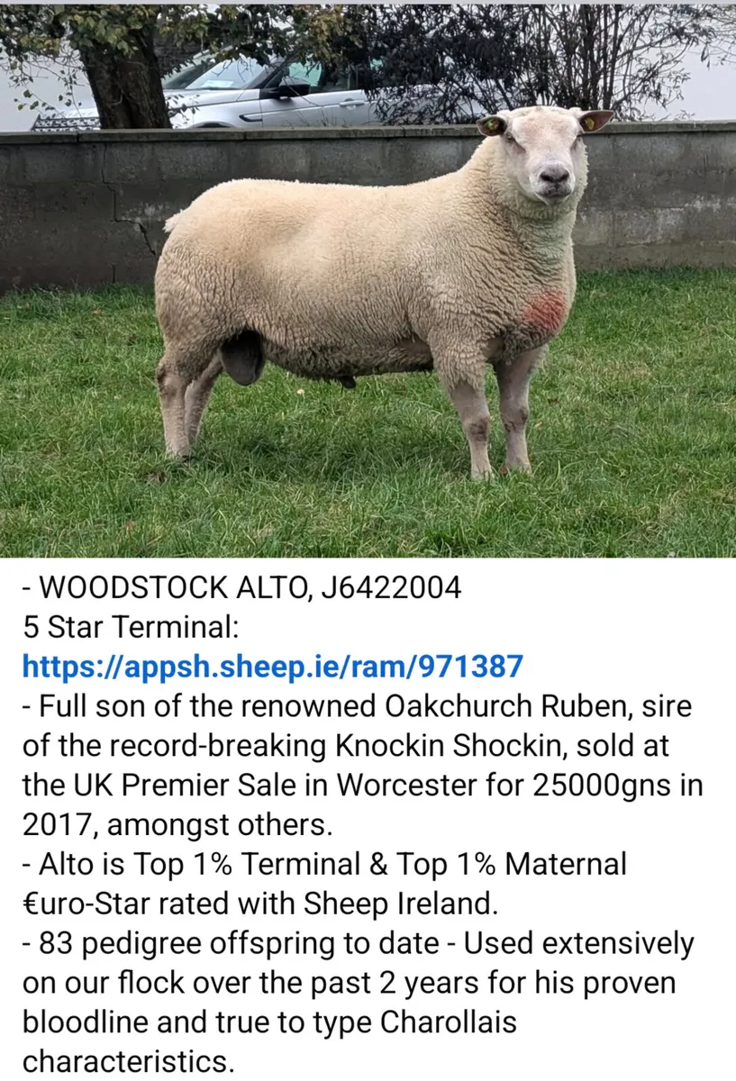 Charollais In-Lamb Shearling Ewe Sale-Ballinasloe - Image 4