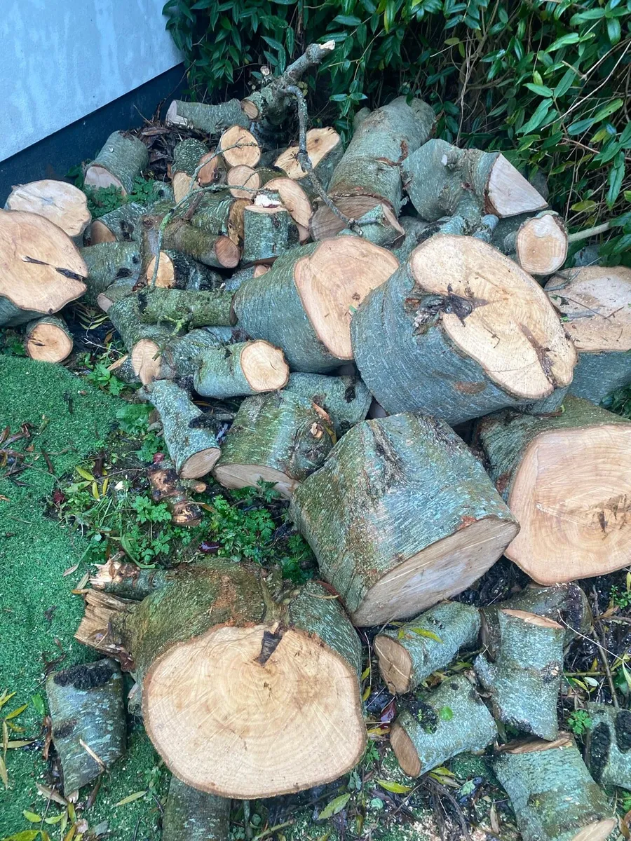 Fire wood - Image 1