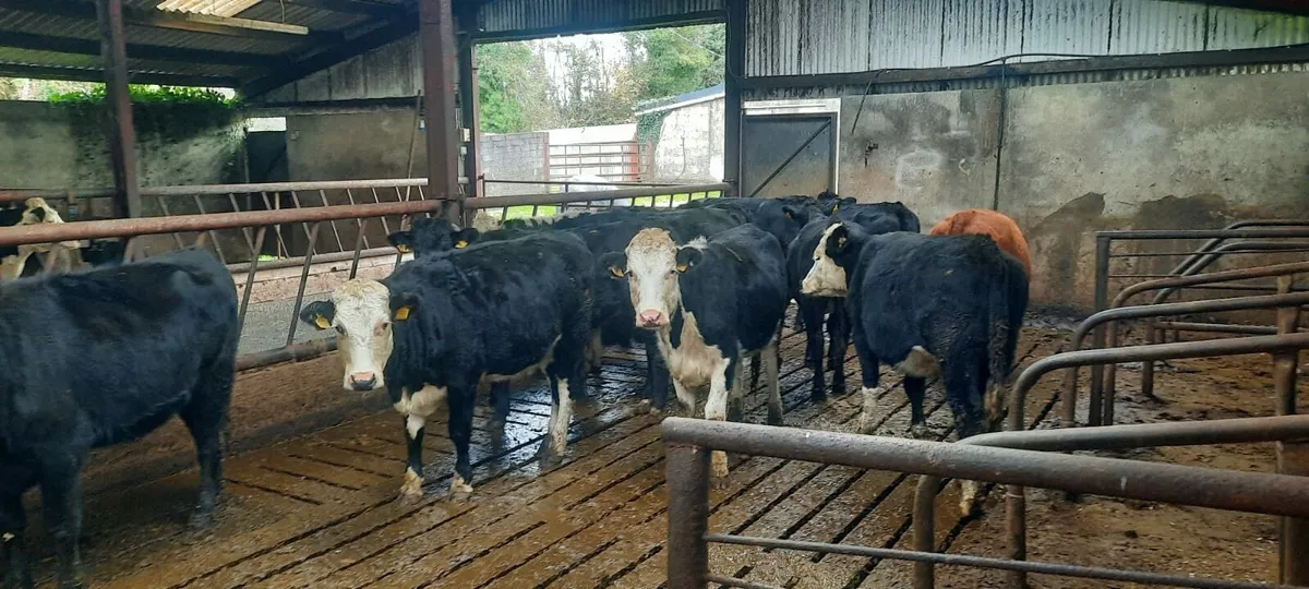 Heifers - Image 1