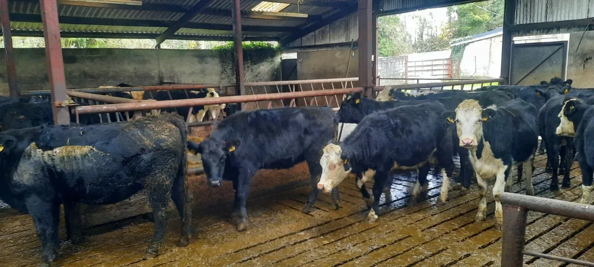 Heifers - Image 2