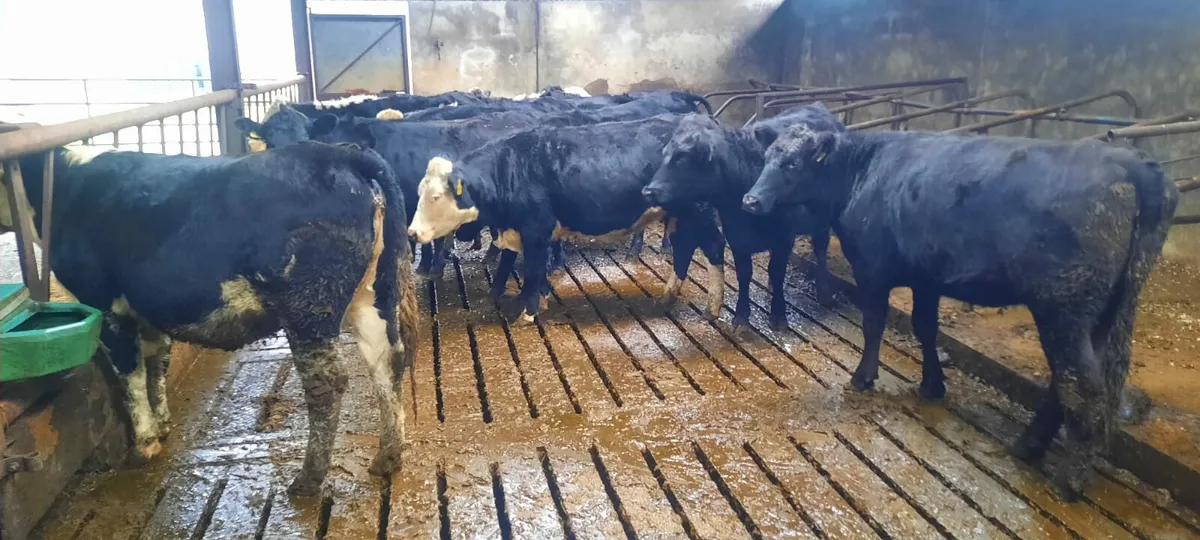 Heifers - Image 3