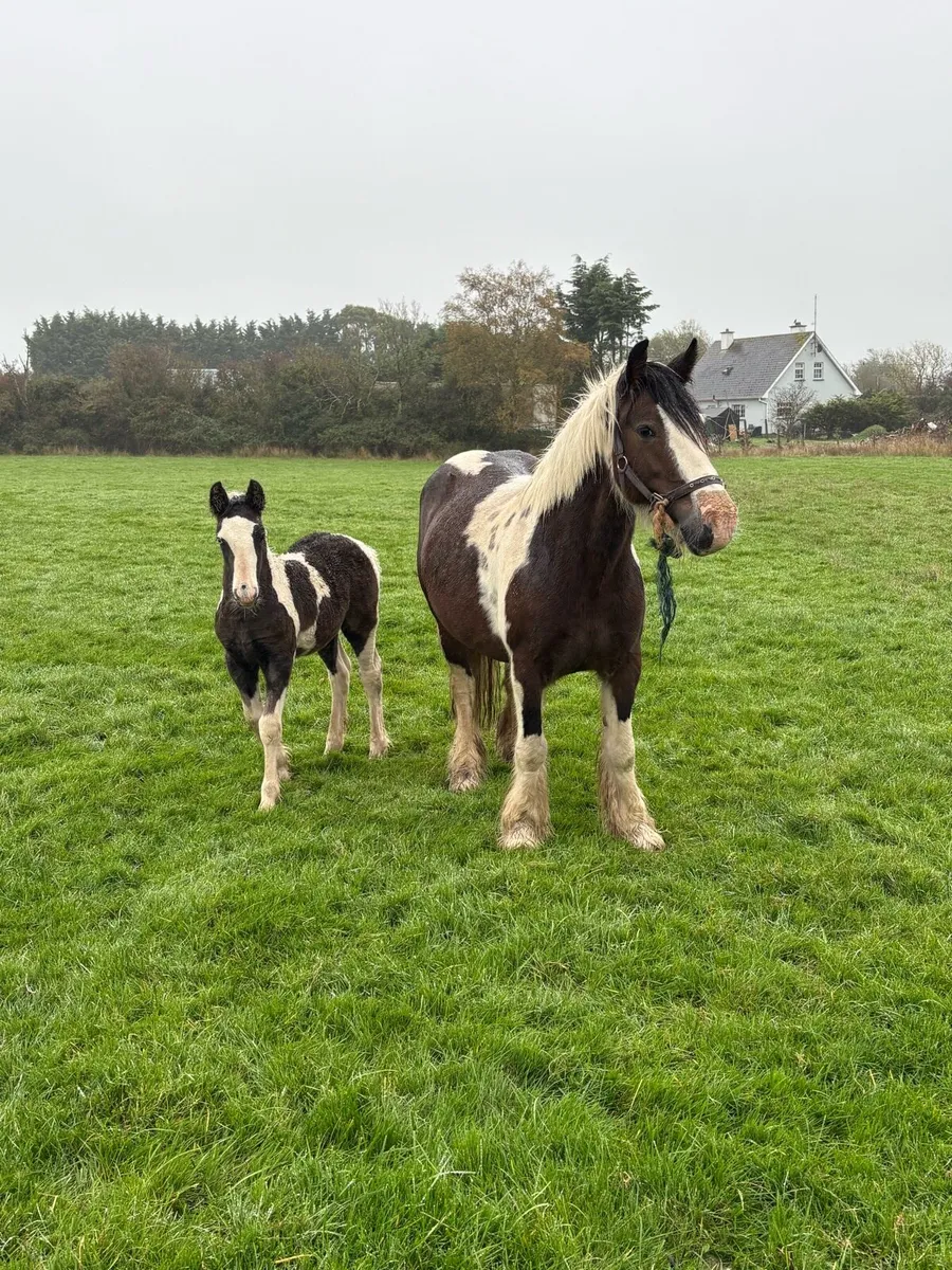 Bay and White mare with black and white colt foal