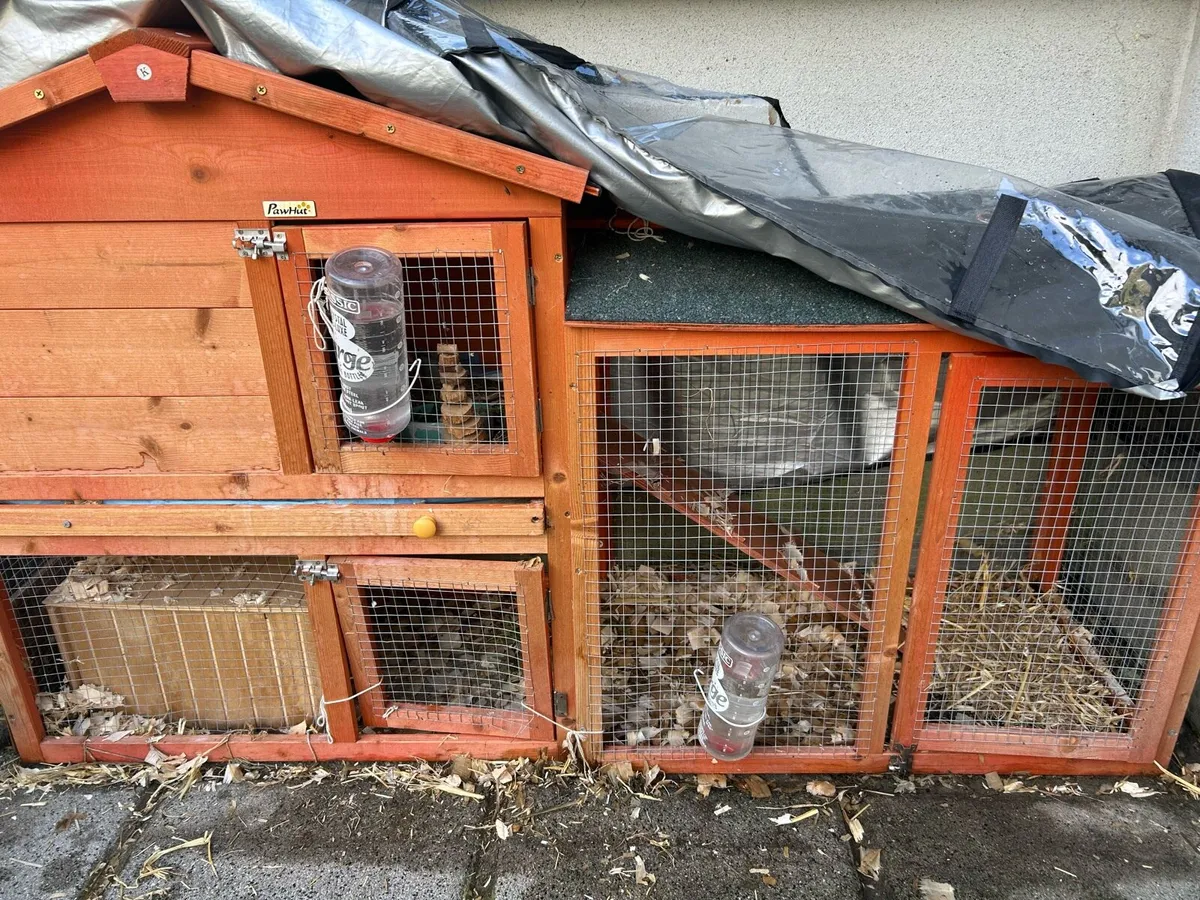 2 x Guinea pigs & outdoor hutch free to good home - Image 1