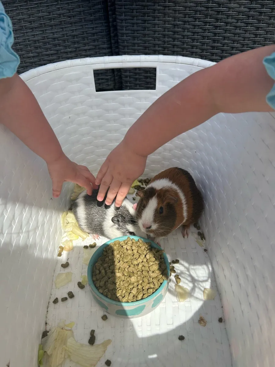 2 x Guinea pigs & outdoor hutch free to good home - Image 2