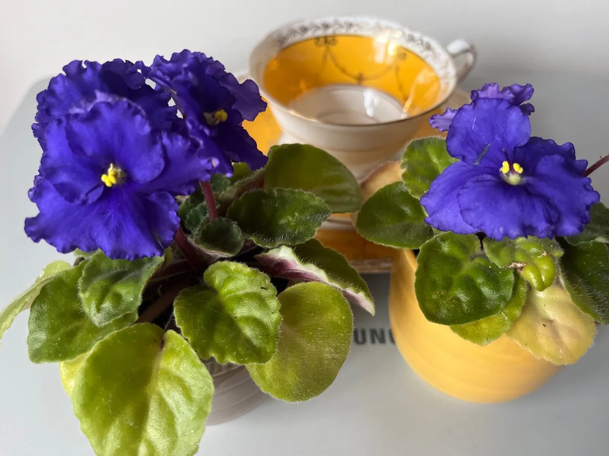 Viola plants - Image 1