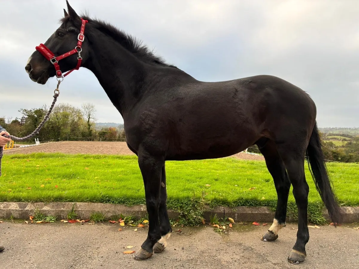 13yo Lancelot Gelding - Image 1