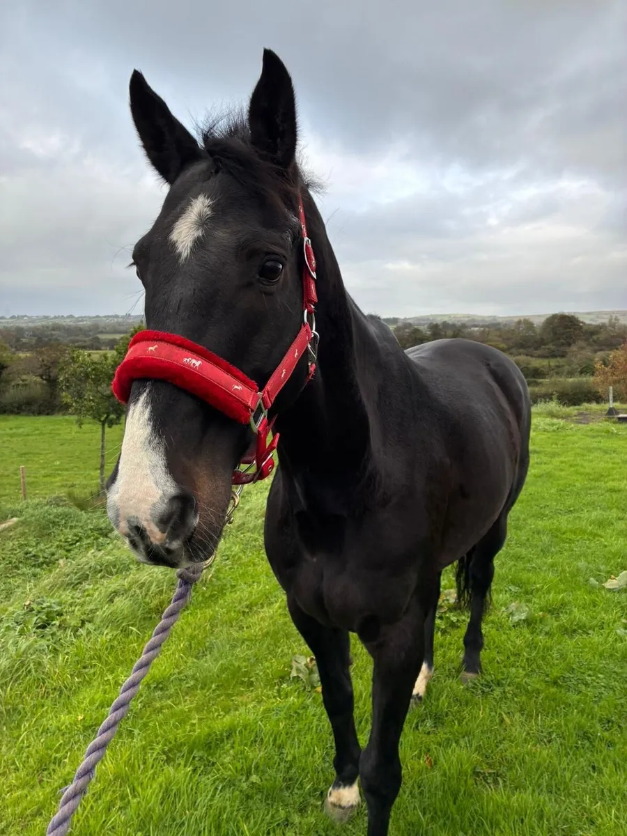 13yo Lancelot Gelding - Image 2