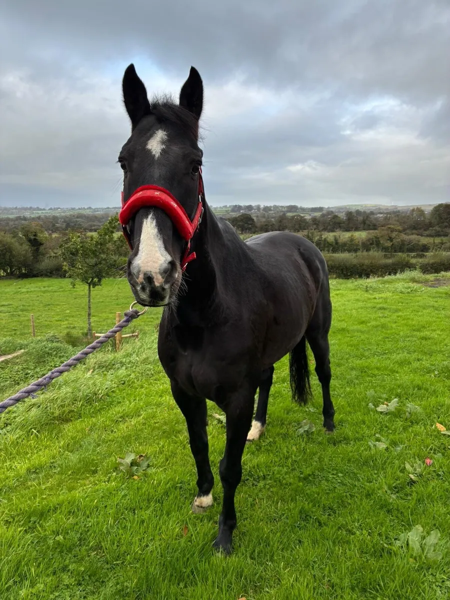 13yo Lancelot Gelding - Image 3