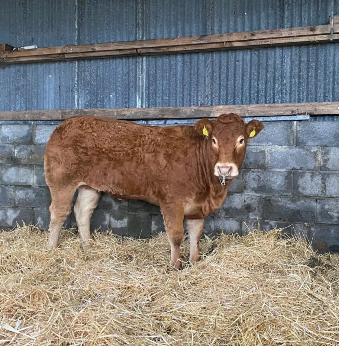 🔥Clare limousin club Annual Heifer Sale🔥 - Image 1