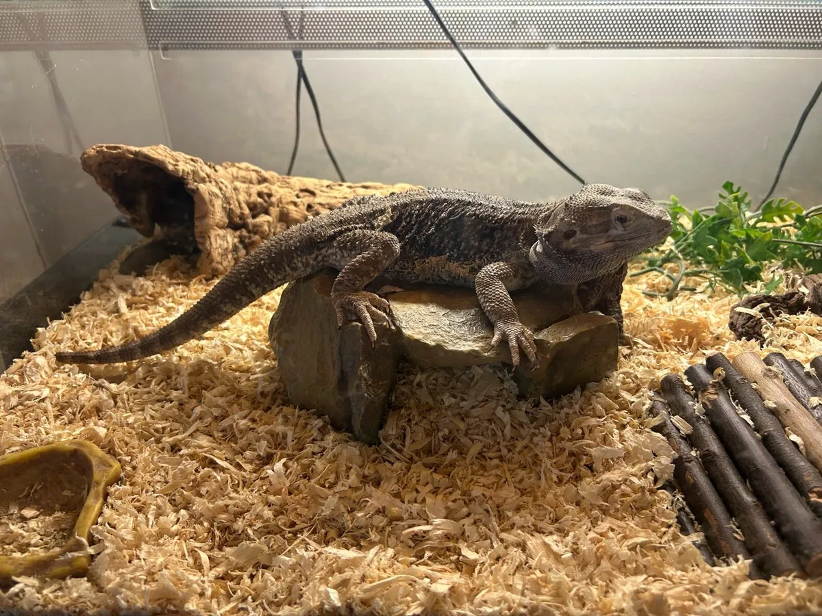 Bearded dragon - Image 1