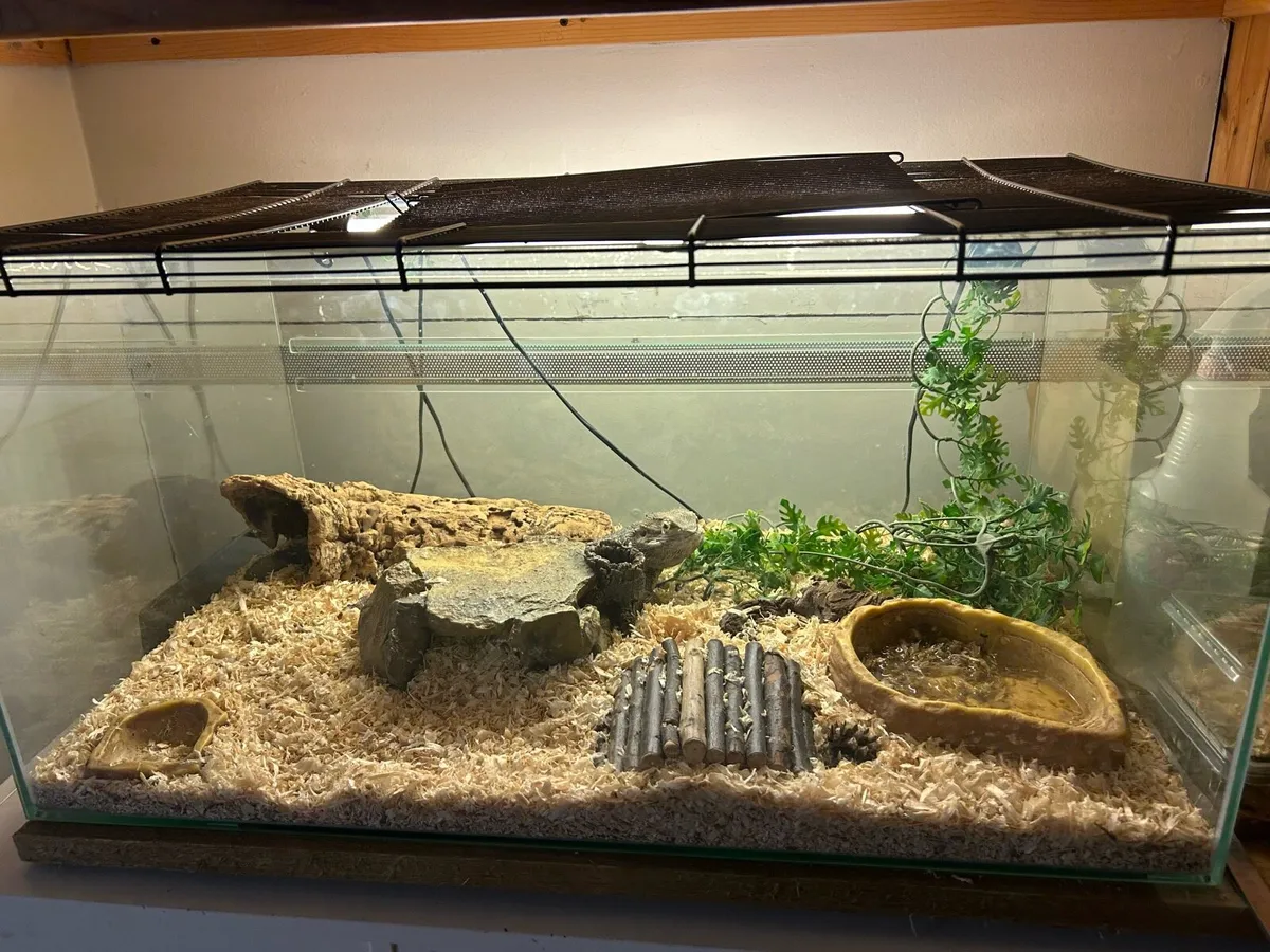 Bearded dragon - Image 2