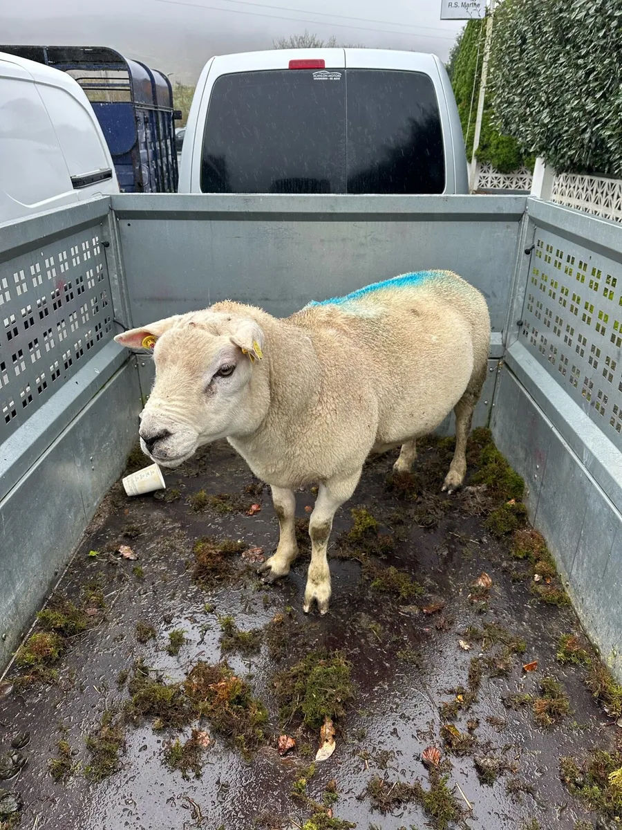 Ram