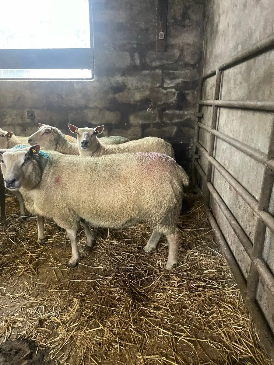Pb charllaois ewe - Image 1