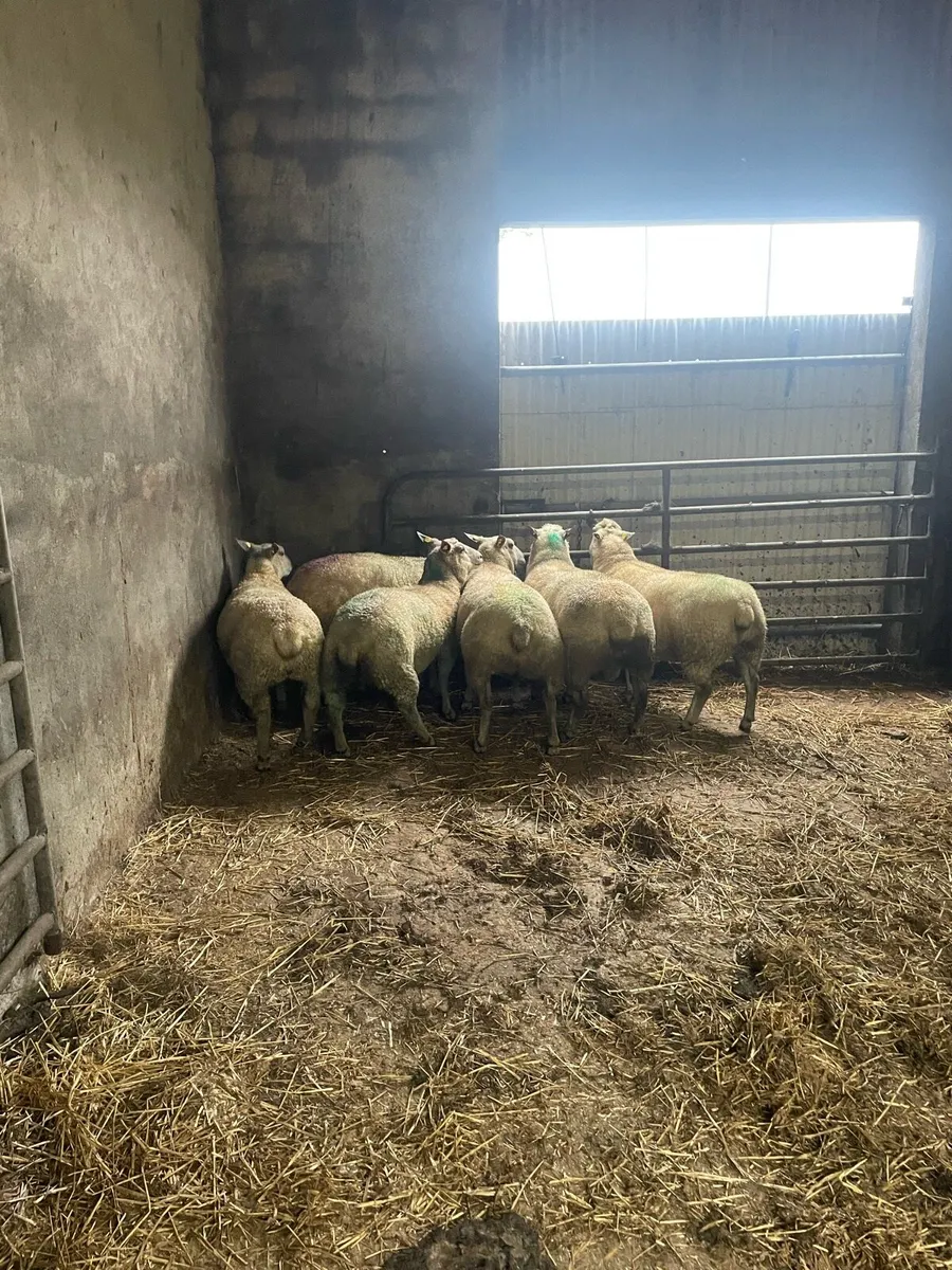 Pb charllaois ewe - Image 2