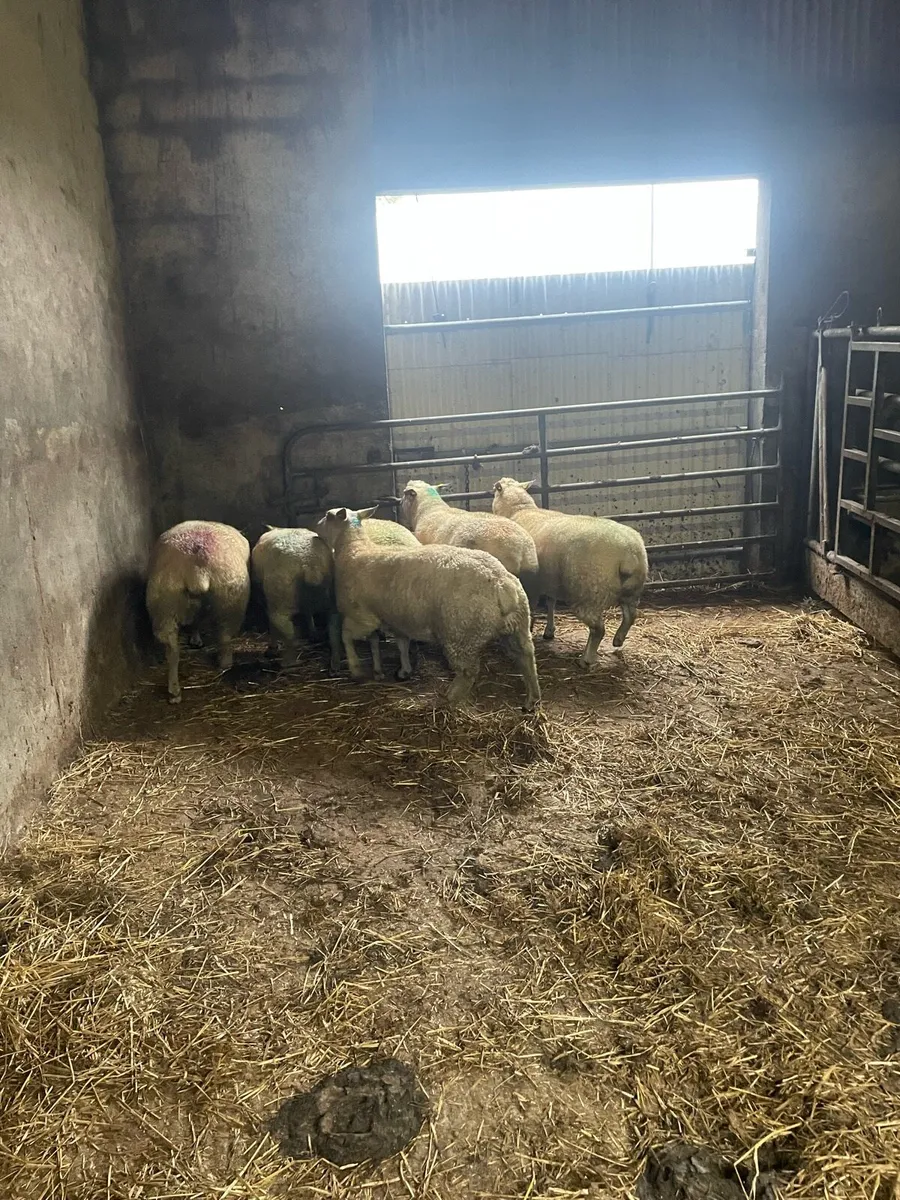 Pb charllaois ewe - Image 3