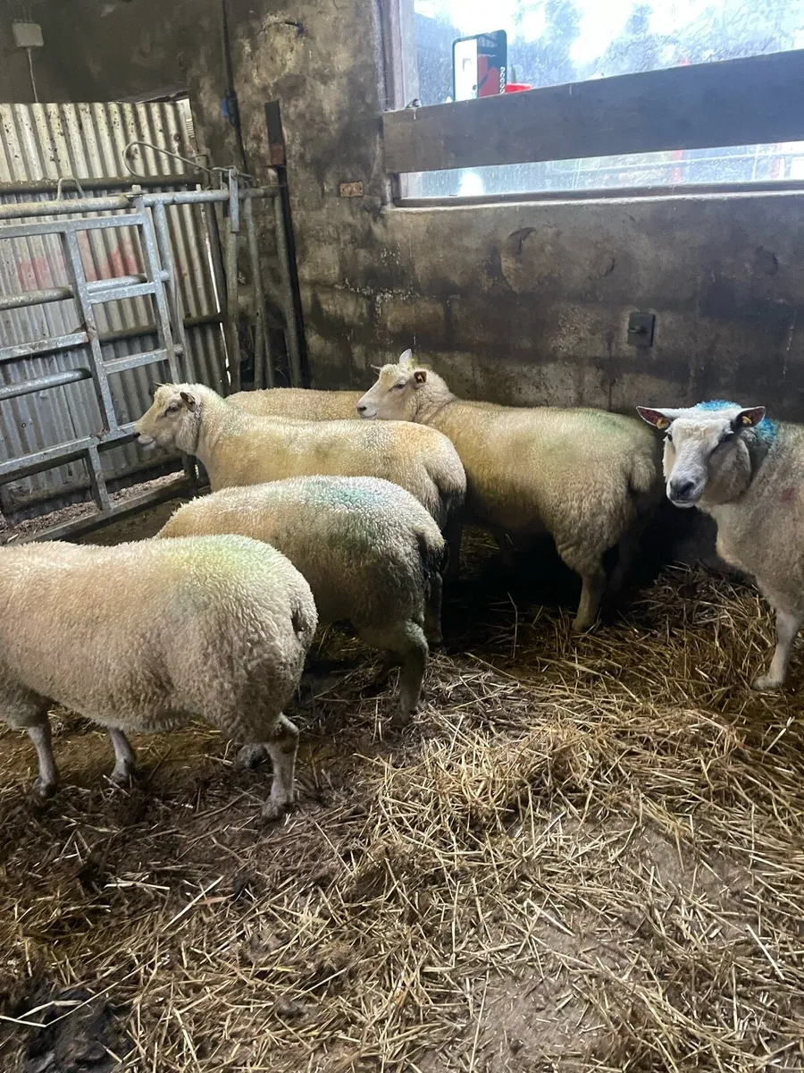 Pb charllaois ewe - Image 4