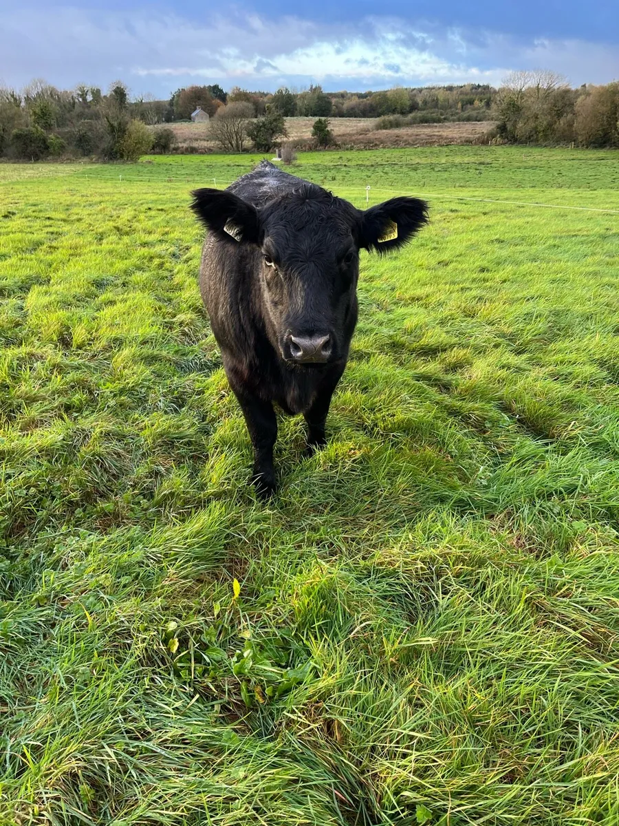 Purebred AA heifers - Image 1