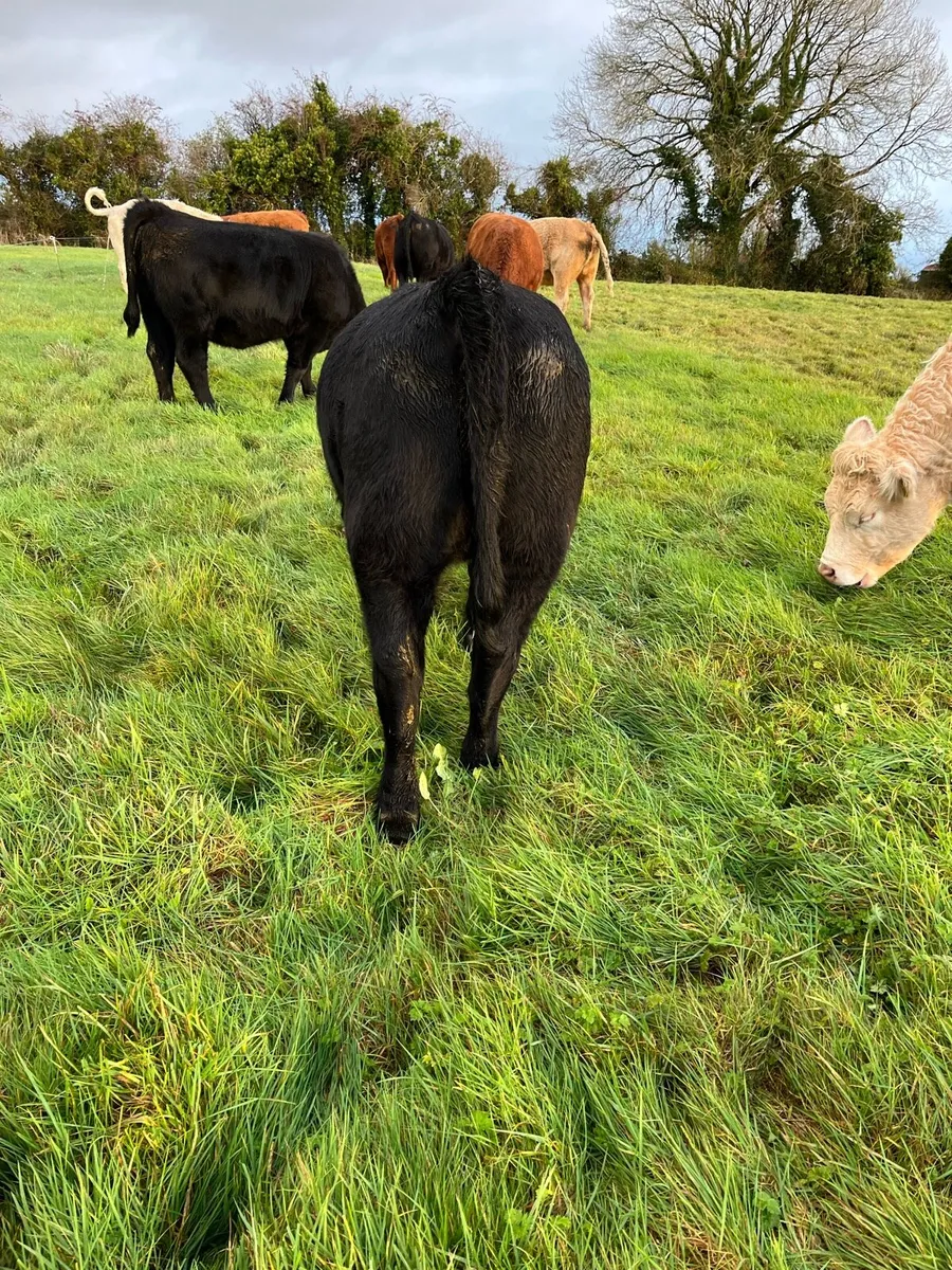 Purebred AA heifers - Image 2