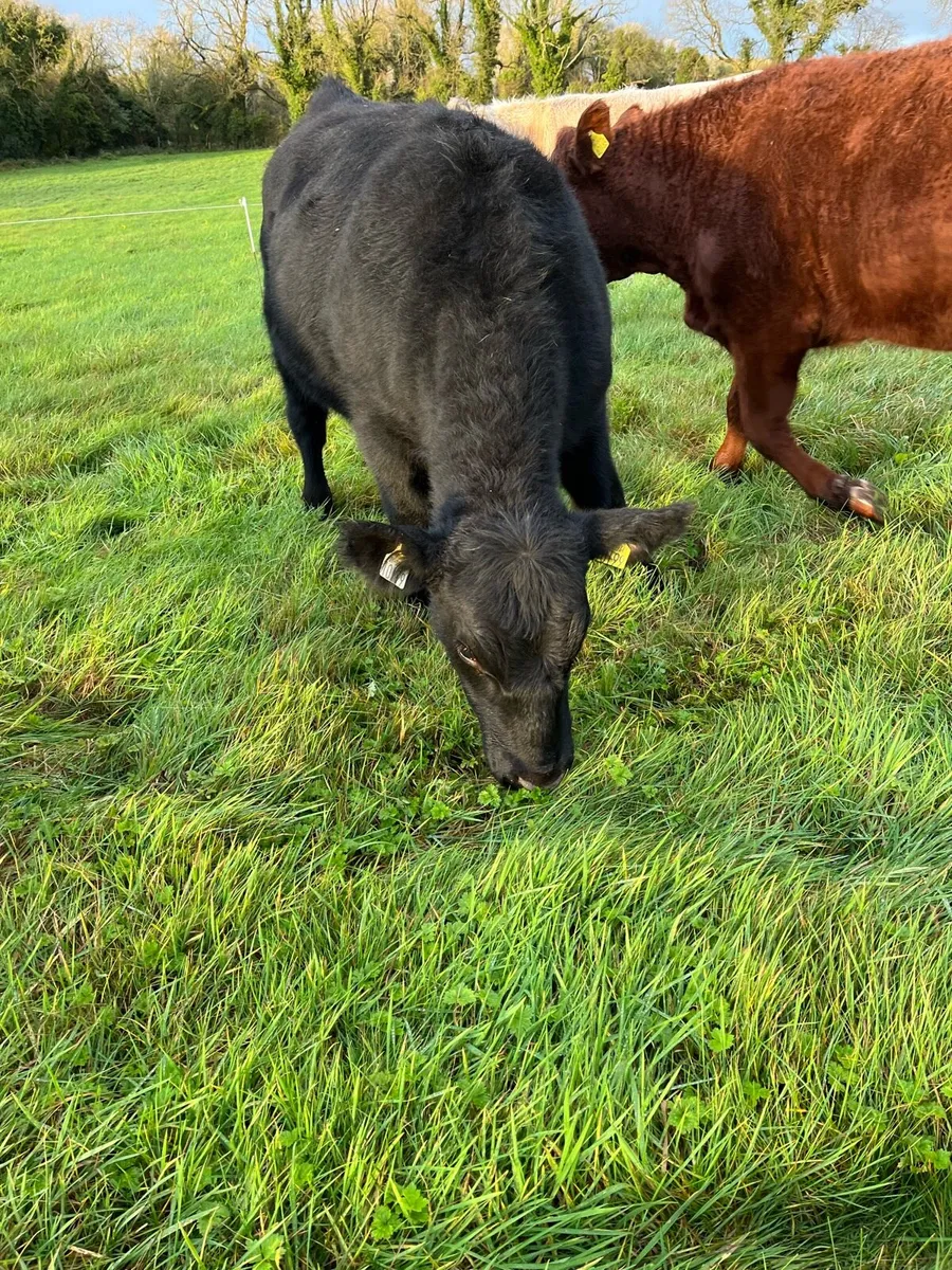 Purebred AA heifers - Image 4