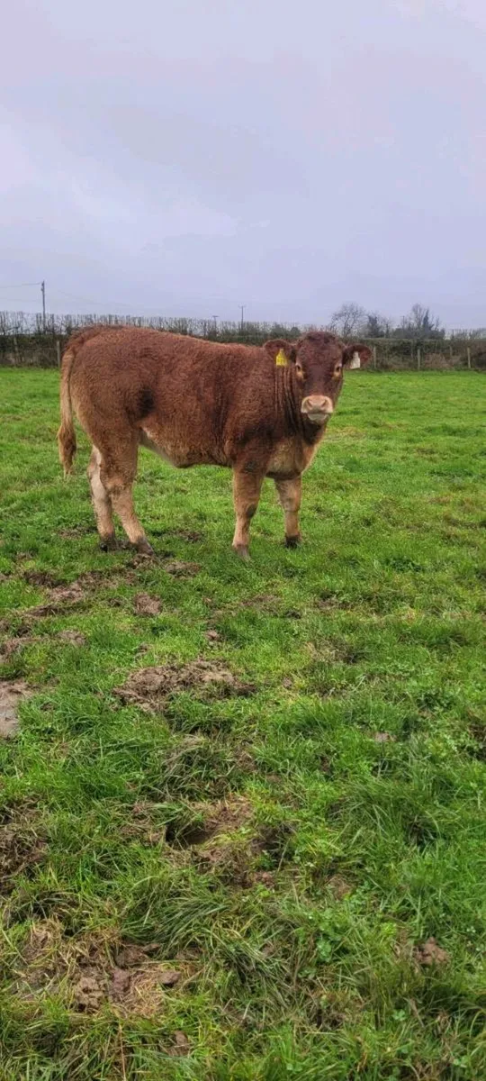 Pb limousin heifer and limousin weanlings at Centr - Image 1