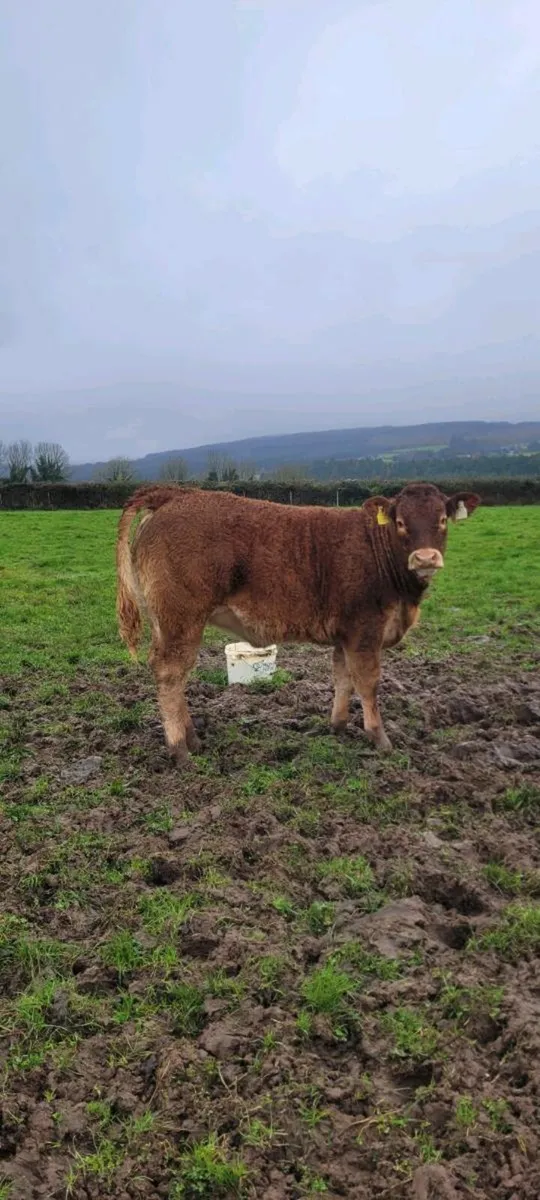 Pb limousin heifer and limousin weanlings at Centr - Image 2