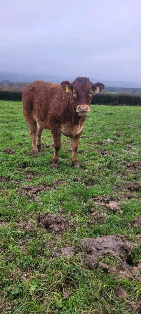Pb limousin heifer and limousin weanlings at Centr - Image 3
