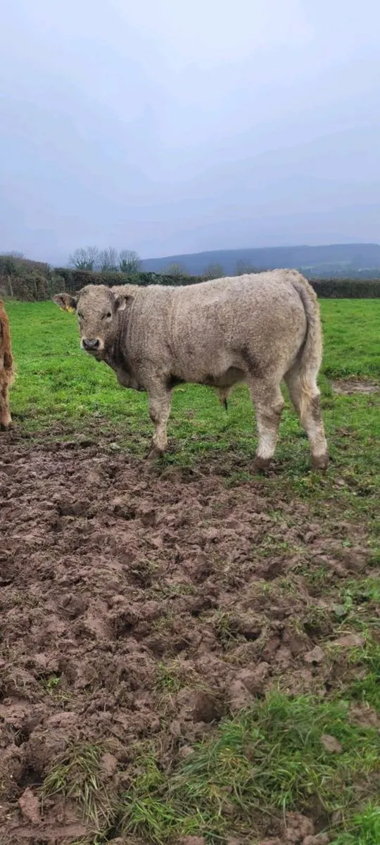 Pb limousin heifer and limousin weanlings at Centr - Image 4