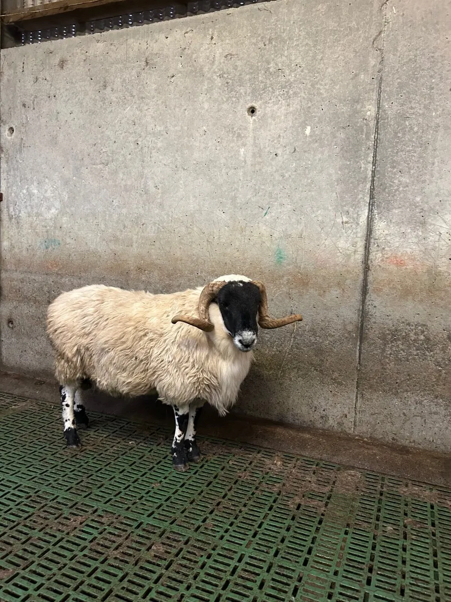 Aged rams - Image 2