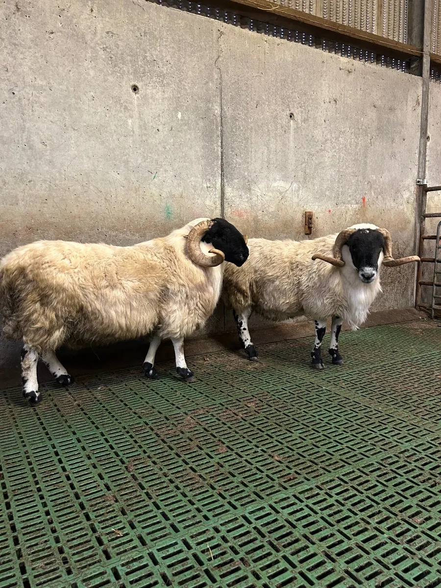 Aged rams - Image 1